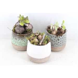 arr4 Bollenmix MB - Ker. potje luxe kl. x6