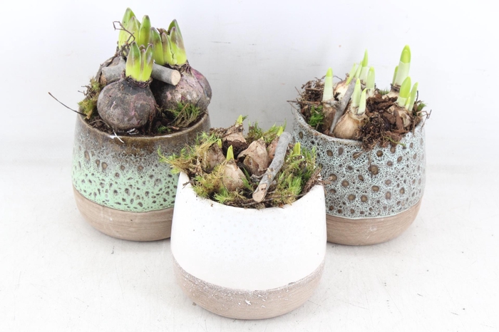 <h4>arr4 Bollenmix MB - Ker. potje luxe kl. x6</h4>