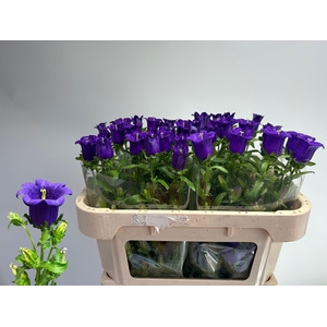 Camp M Cam Deep Blue