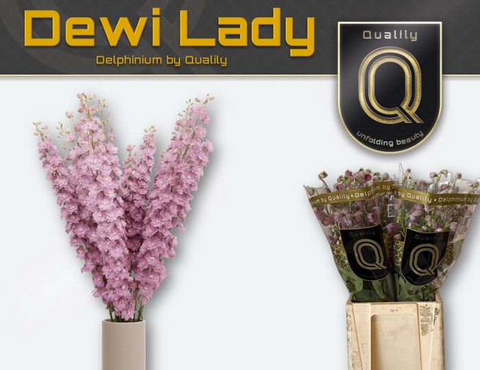 <h4>DELPH DU DEWI LADY</h4>