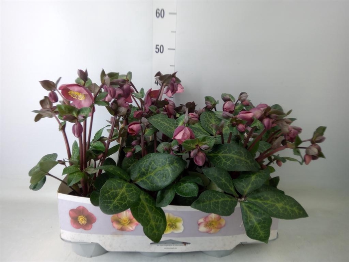<h4>Helleborus  'Fkiss Pennys Pink'</h4>
