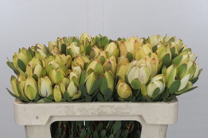 <h4>Leucadendron Disc. Robusta Spray</h4>