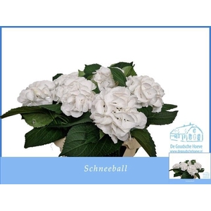 HYDR M SCHNEEBALL