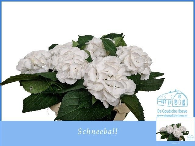 <h4>HYDR M SCHNEEBALL</h4>