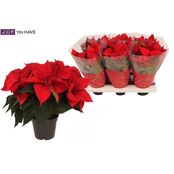 <h4>Poinsettia 14cm ''christmas eve'' 6+</h4>