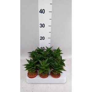 Sansevieria cyl.  ...