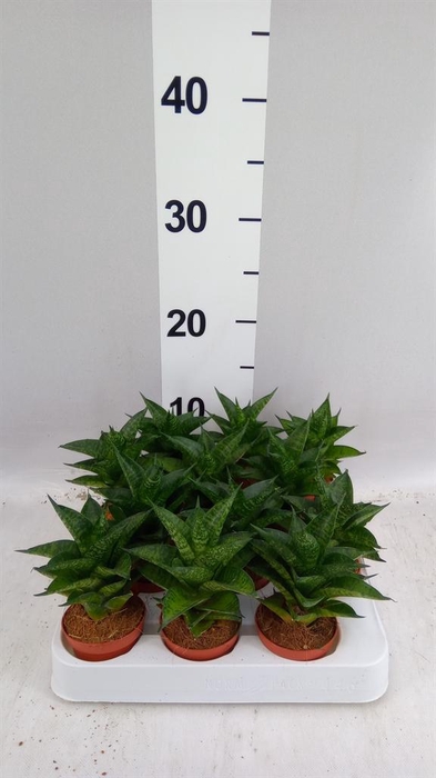 <h4>Sansevieria cyl.  ...</h4>