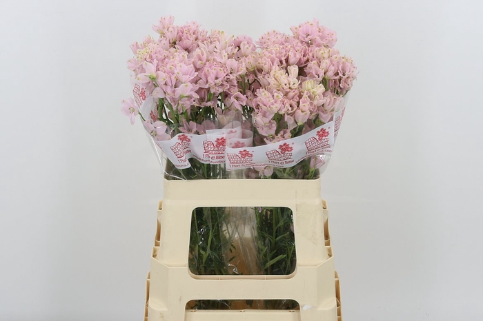 <h4>Delph En M Sug Pink</h4>