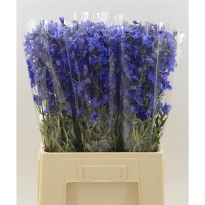 Delphinium single Donna
