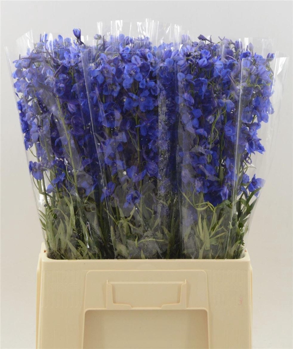 <h4>Delphinium Single Donna</h4>