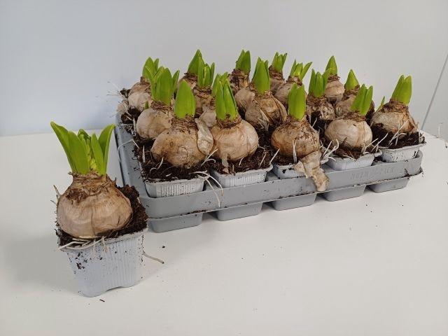 <h4>HYACIN WHITE PEARL P7</h4>