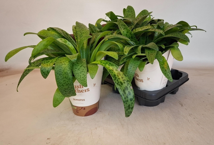 <h4>DRIMIOPSIS MACULATA</h4>