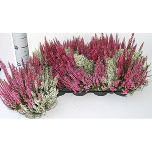 CALLU GA G TRI GIRLS