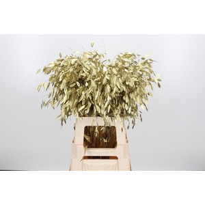 Chasmantium Kl Bh Goud