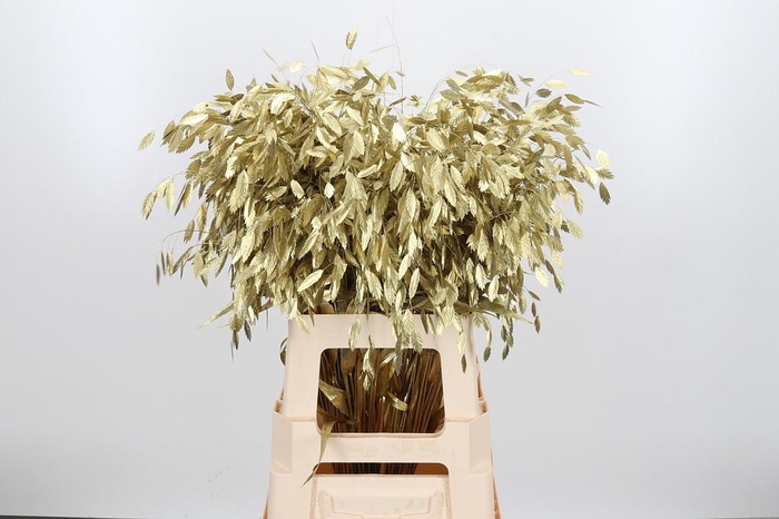 <h4>Chasmantium Kl Bh Goud</h4>