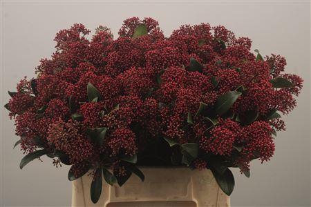 <h4>Skimmia Rubella Red Bunch</h4>