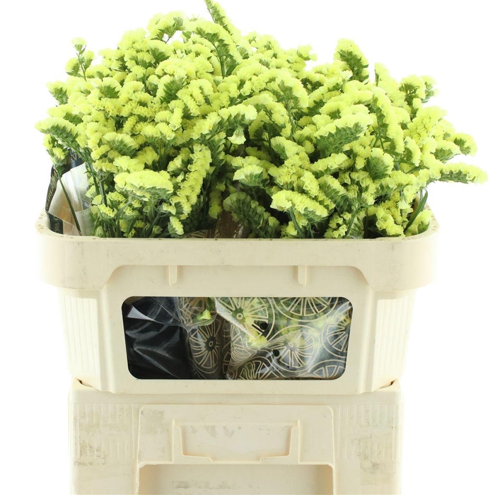 <h4>Lim S Glossy Wings</h4>