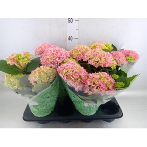 Hydrangea mac. 'Hi River'
