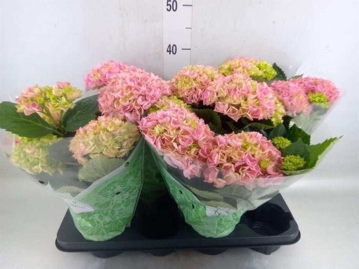 <h4>Hydrangea mac. 'Hi River'</h4>