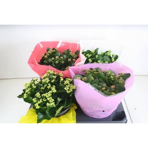 Kalanchoe Blossfeldiana Calandiva mix 23Ø 27cm