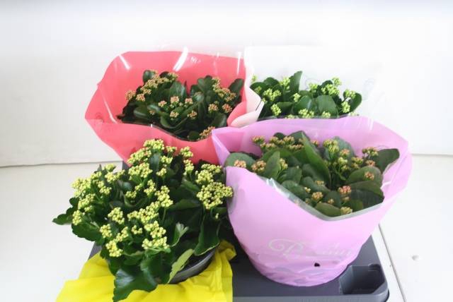 Kalanchoe Blossfeldiana Calandiva mix 23Ø 27cm