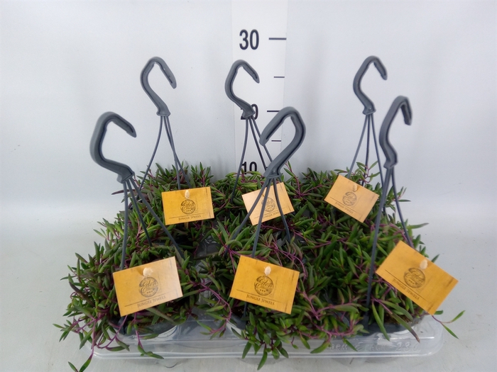 <h4>Planten   ... L%</h4>