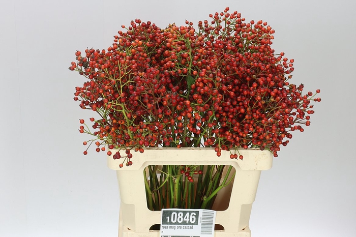 <h4>Rozenbottel Mag Ora Cascade</h4>