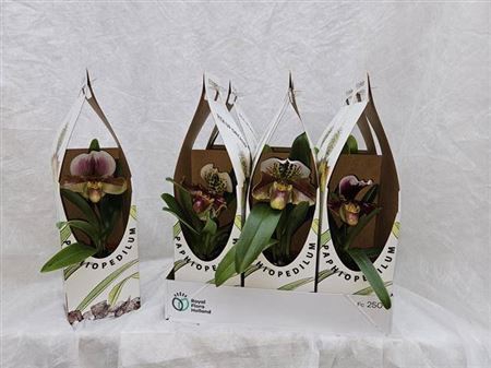 <h4>Paph Amerika Hyb Gem Show Verp.</h4>