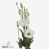 Lisianthus do arena giant white
