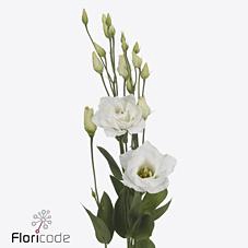 Lisianthus do arena giant white