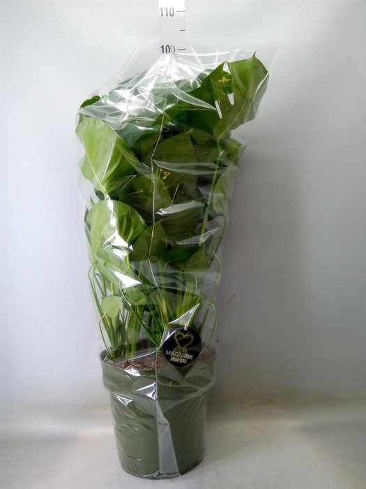 <h4>Monstera delic.</h4>