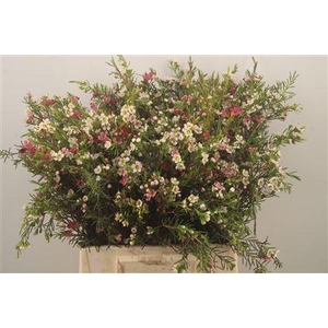 Chamelaucium My Sweet 16