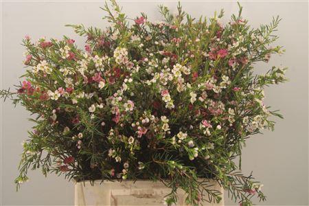 <h4>Chamelaucium My Sweet 16</h4>