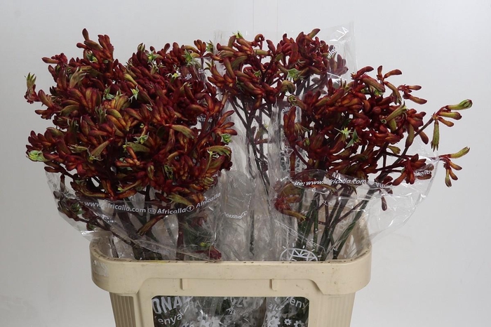 Anigozanthos Early Spring Indoor