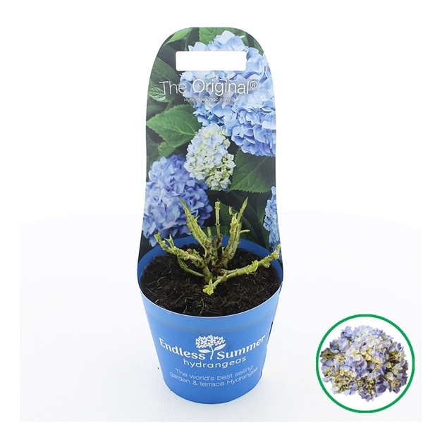 <h4>Hydrangea macr. Endless Summer® 'The Original' Blauw C2 (17cm.) Potcover</h4>