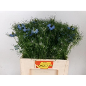 Nige D Ov Blauw Bs