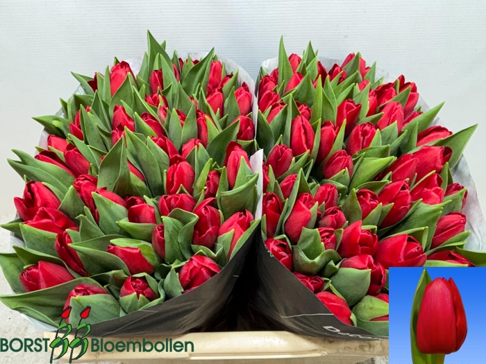 <h4>TU EN HEARTBREAKER</h4>