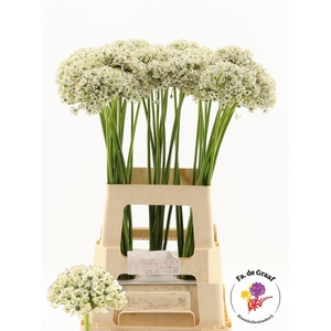 Allium Nigrum