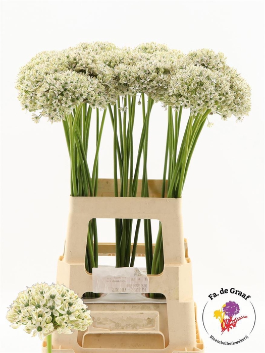 <h4>Allium Nigrum</h4>