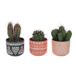 Cactus mix 8,5 cm in vanuatu pot