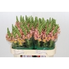 Antirrhinum majus Toulon Apricot