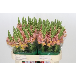 Antirrhinum majus Toulon Apricot