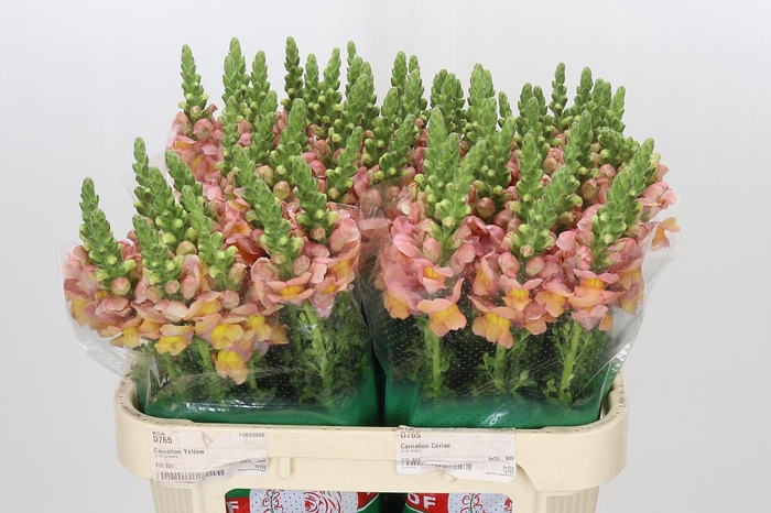 <h4>Antirrhinum majus Toulon Apricot</h4>