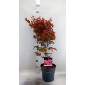 Acer palmatum 'Skeeters Broom'