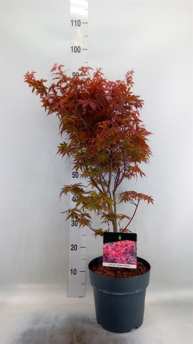 <h4>Acer palmatum 'Skeeters Broom'</h4>
