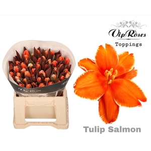 TU EN A SALMON