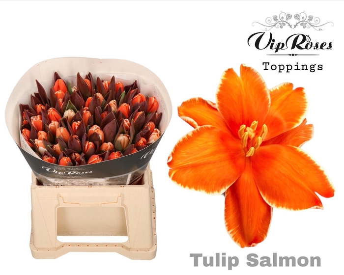 <h4>TU EN A SALMON</h4>