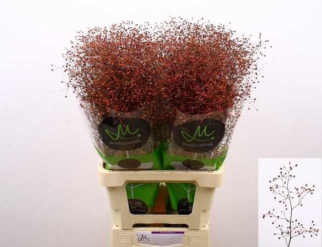 <h4>Talinum paniculatum long john</h4>