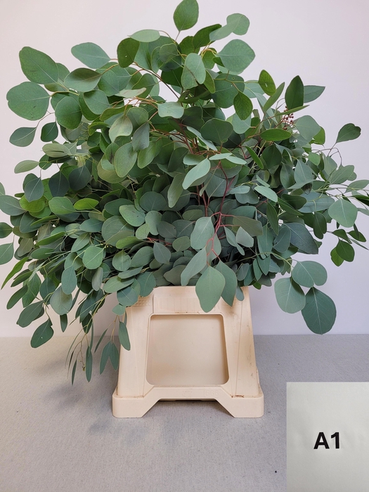 <h4>EUC POPULUS PB</h4>