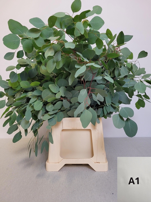 <h4>EUC POPULUS PB</h4>